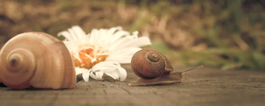 Lessons Learned by Slowing Down